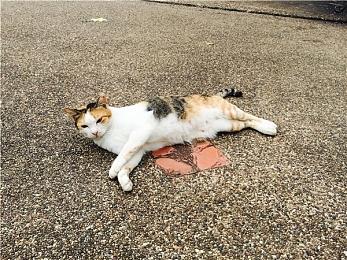 舅舅爆料Game Pass用户订阅一个月后流失率很高